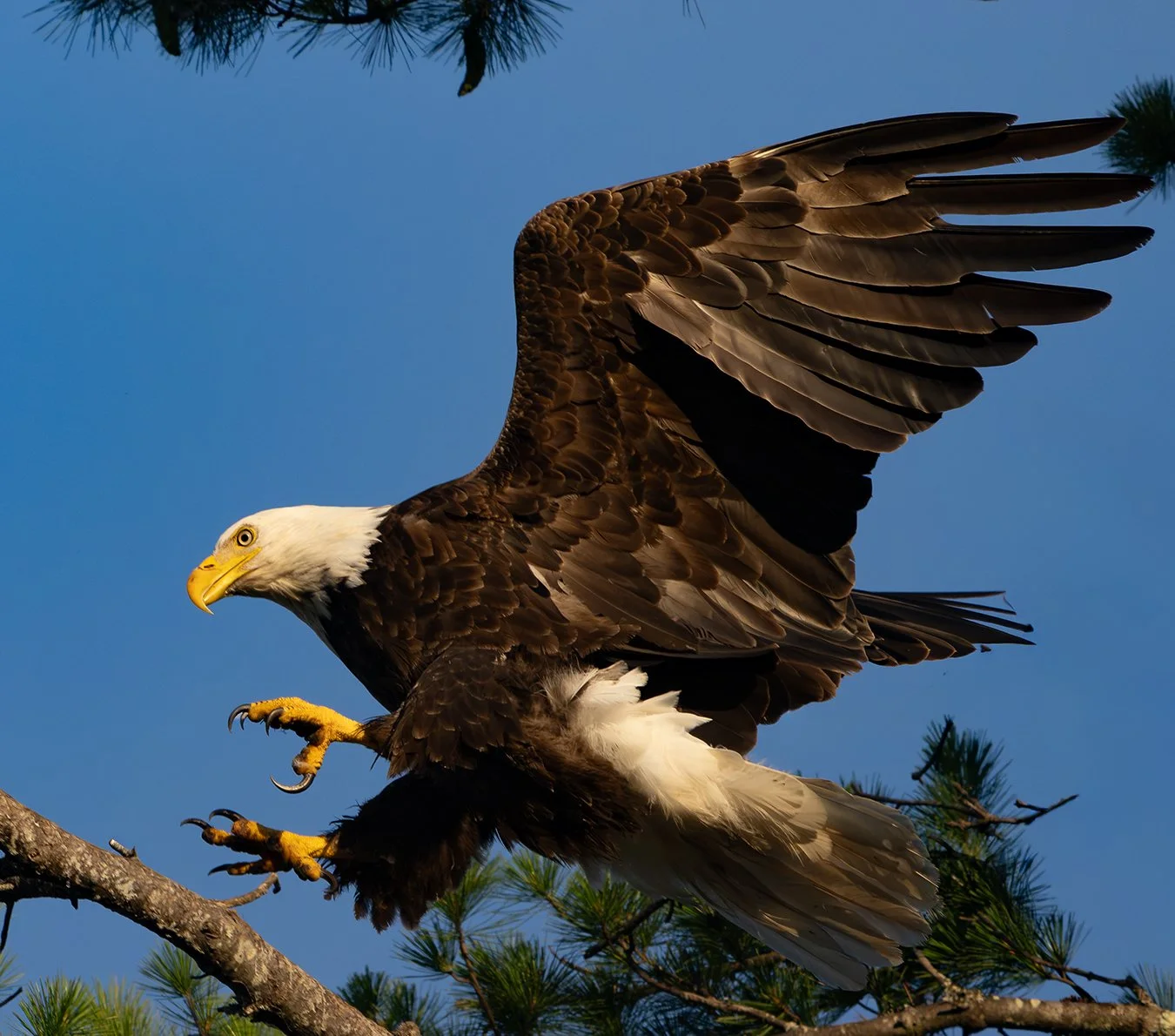 Bald Eagle 197.jpg