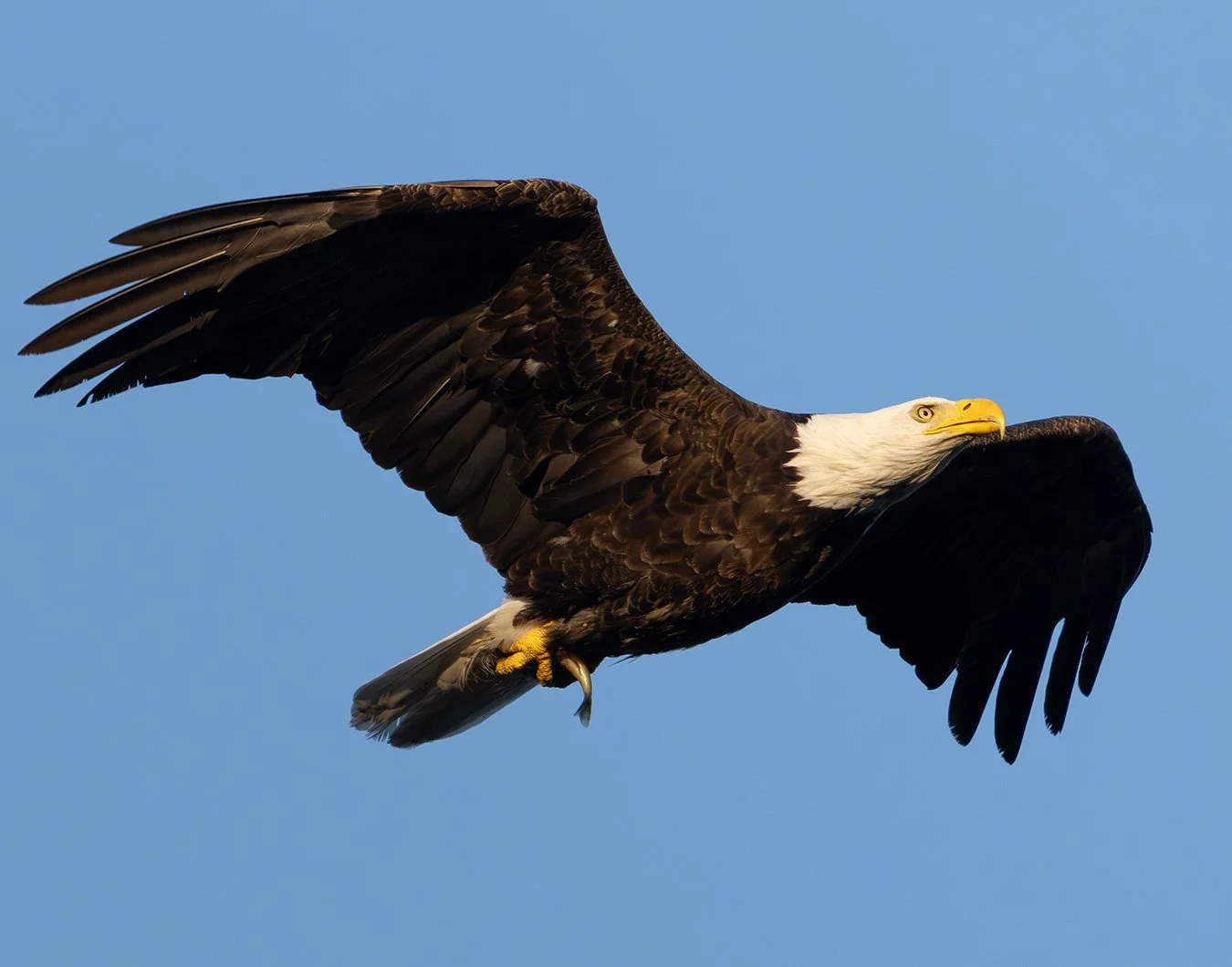 Bald Eagle 196.jpg