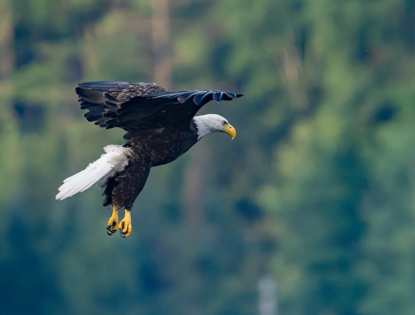 Bald Eagle 195.jpg