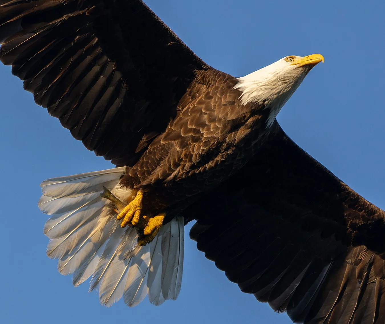 Bald Eagle 194.jpg