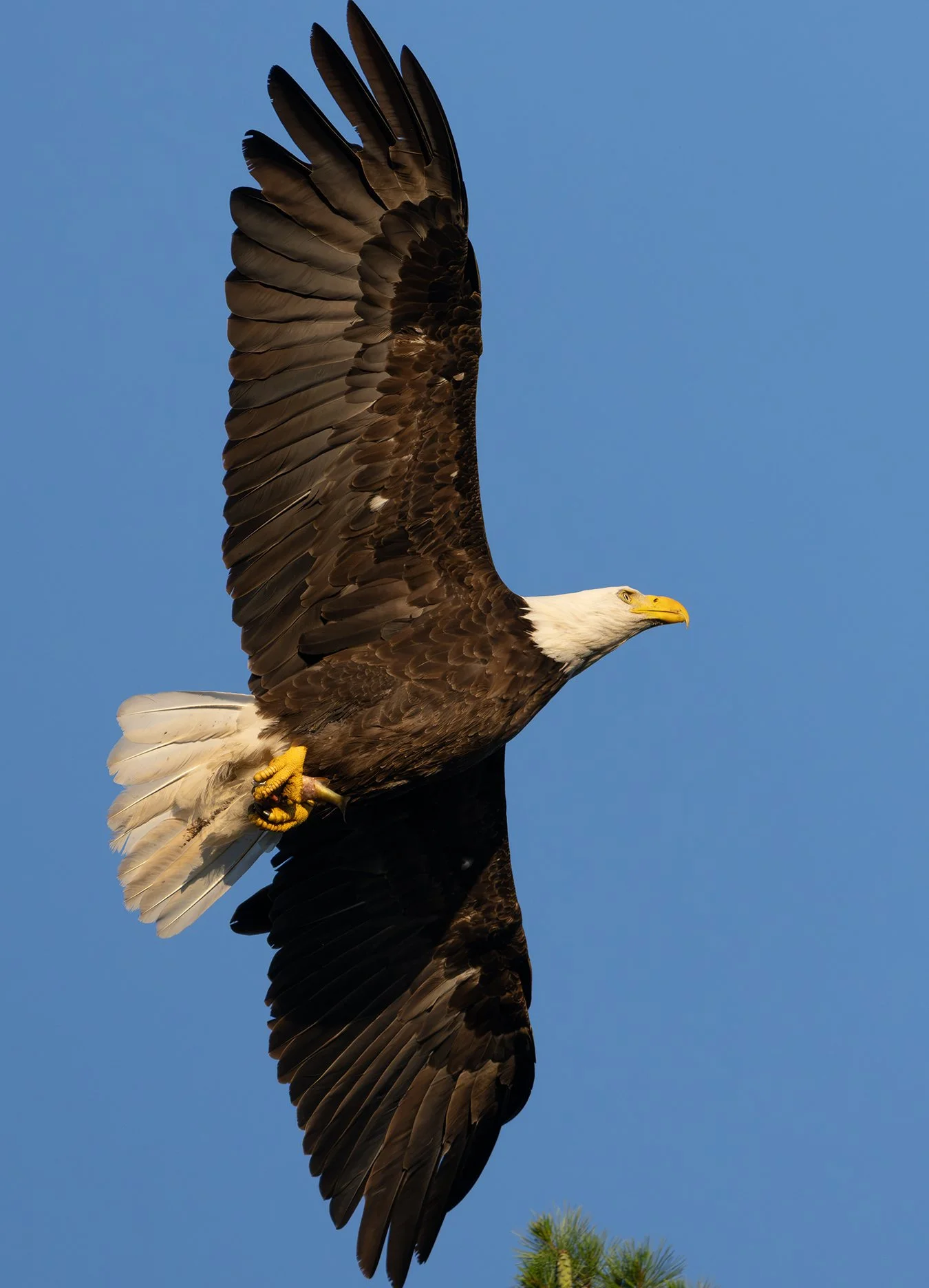 Bald Eagle 193.jpg