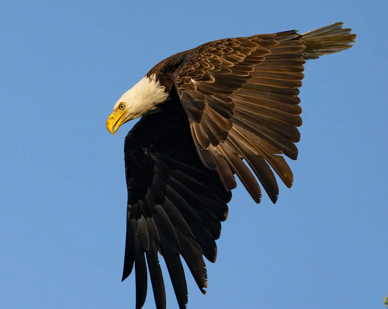 Bald Eagle 192.jpg
