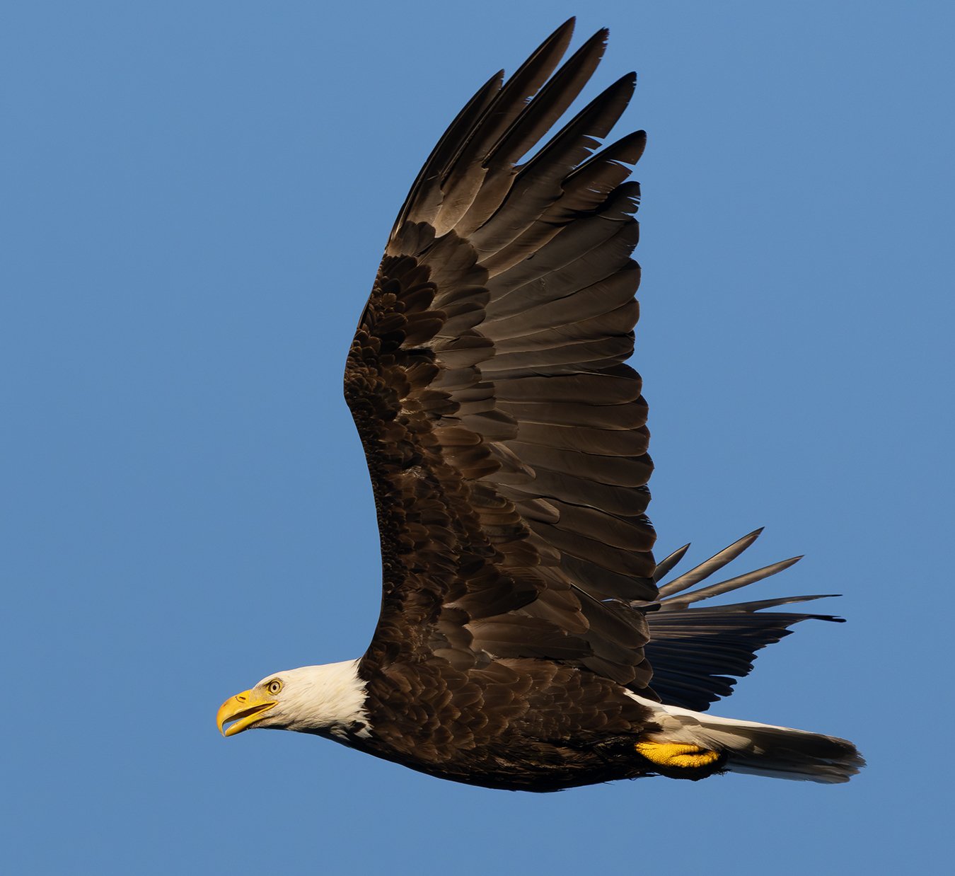 Bald Eagle 191.jpg