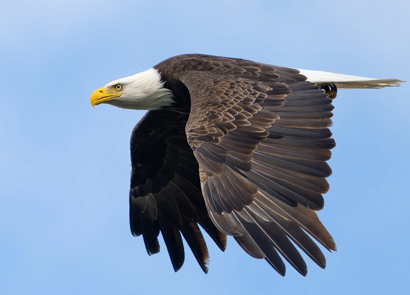 Bald Eagle 190.jpg