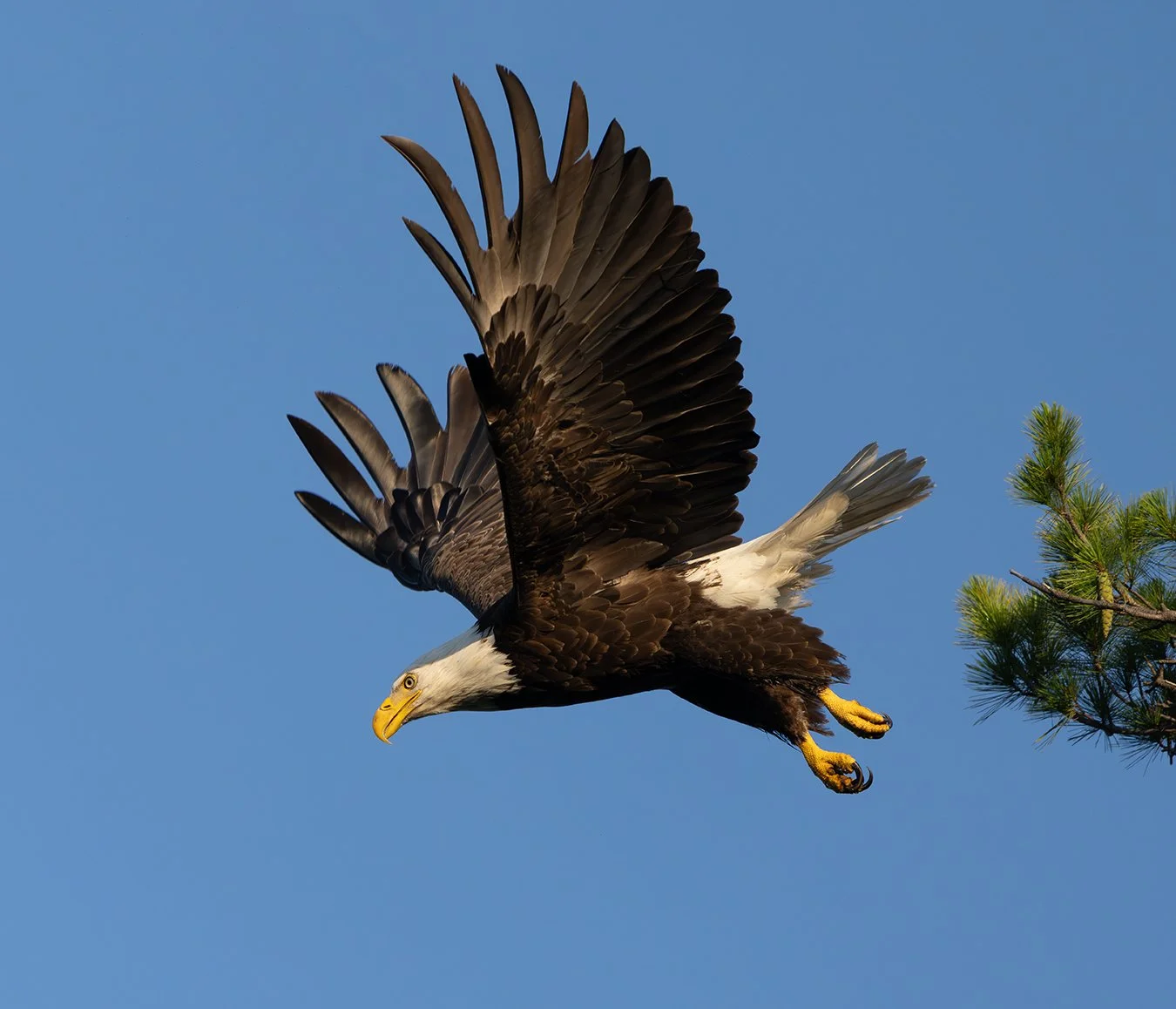 Bald Eagle 189.jpg