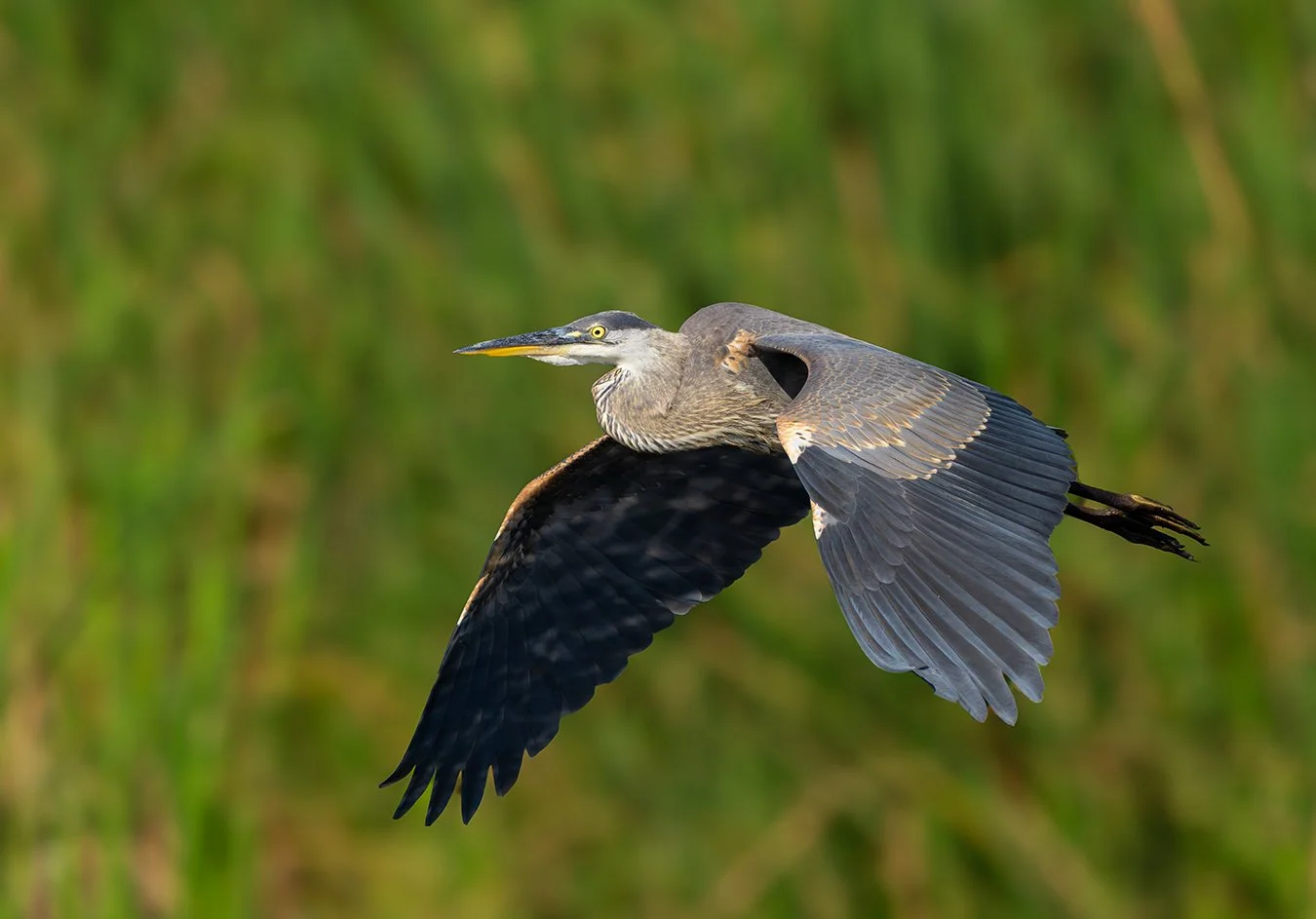 Great Blue Heron 272.jpg