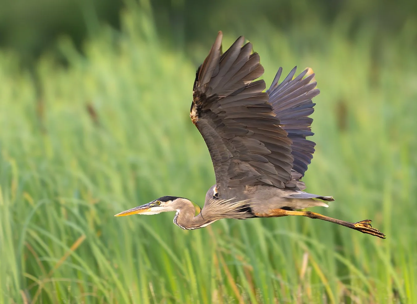Great Blue Heron 271.jpg