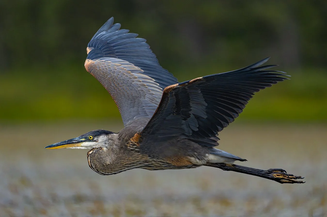 Great Blue Heron 270.jpg