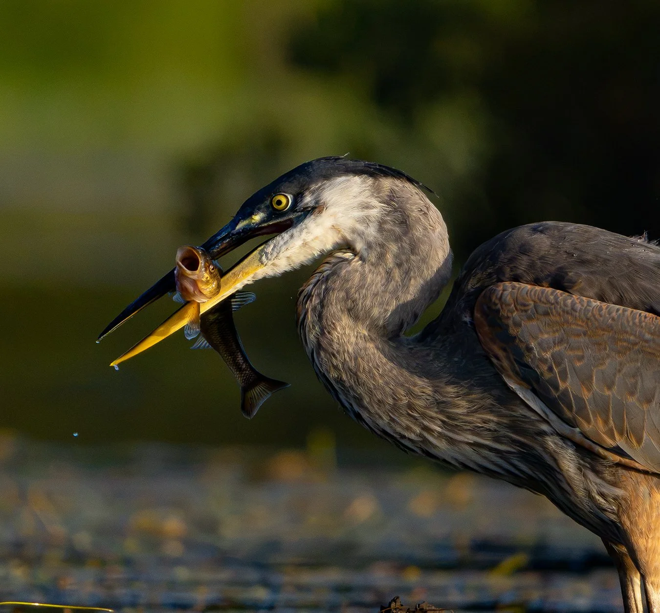 Great Blue Heron 269.jpg