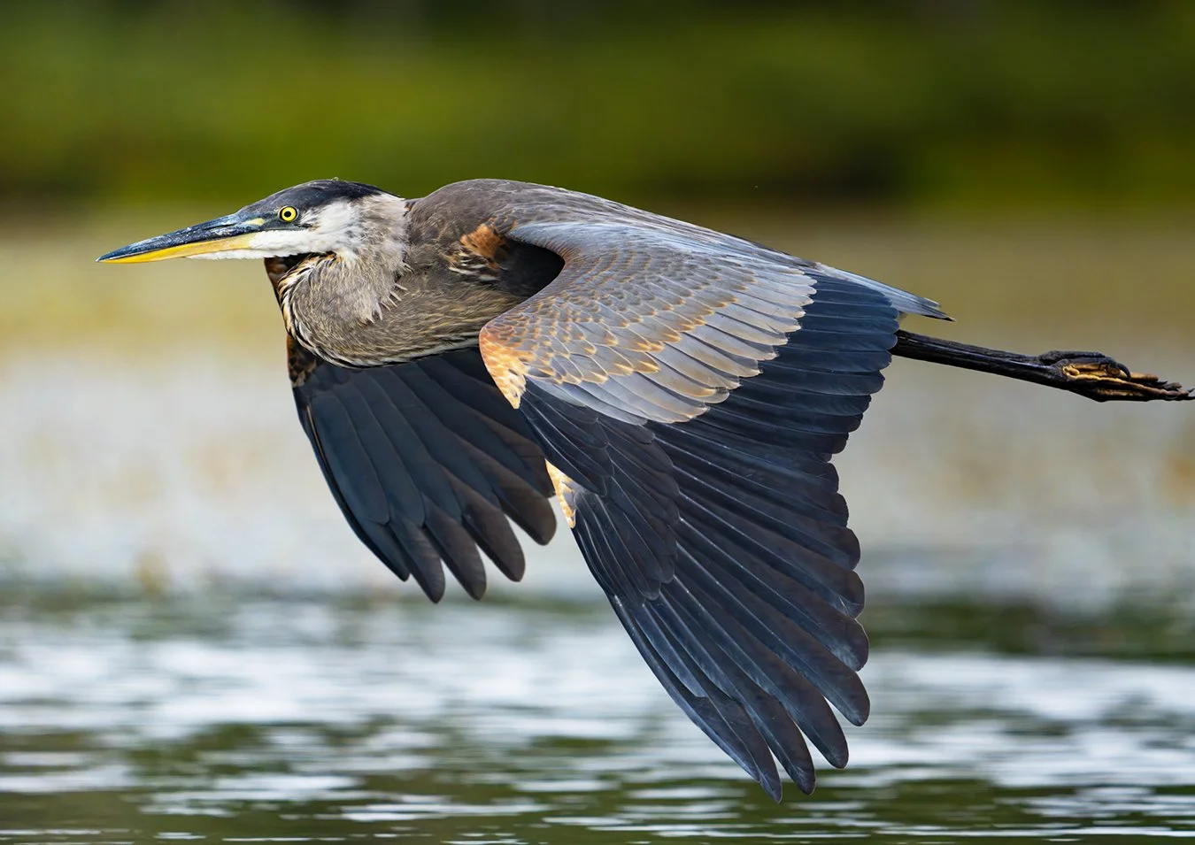 Great Blue Heron 268.jpg