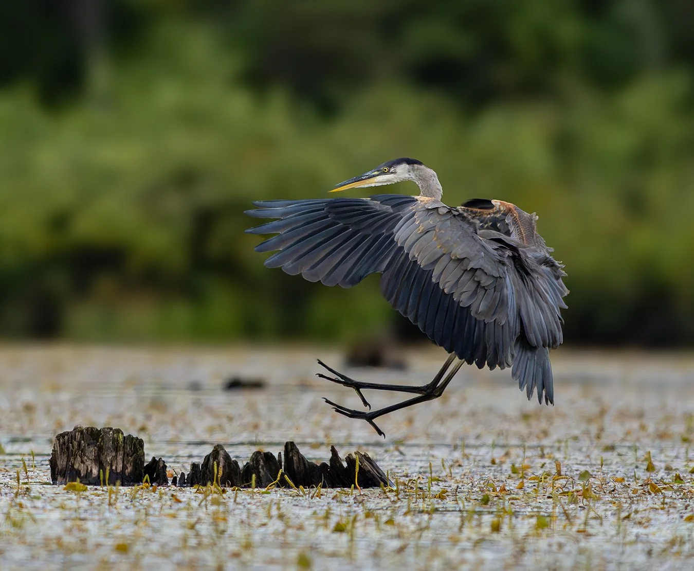 Great Blue Heron 267.jpg