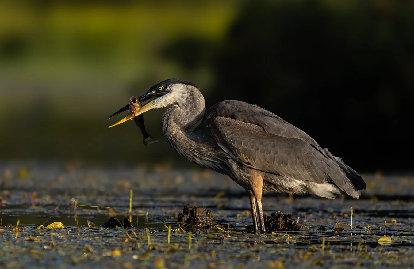 Great Blue Heron 266.jpg