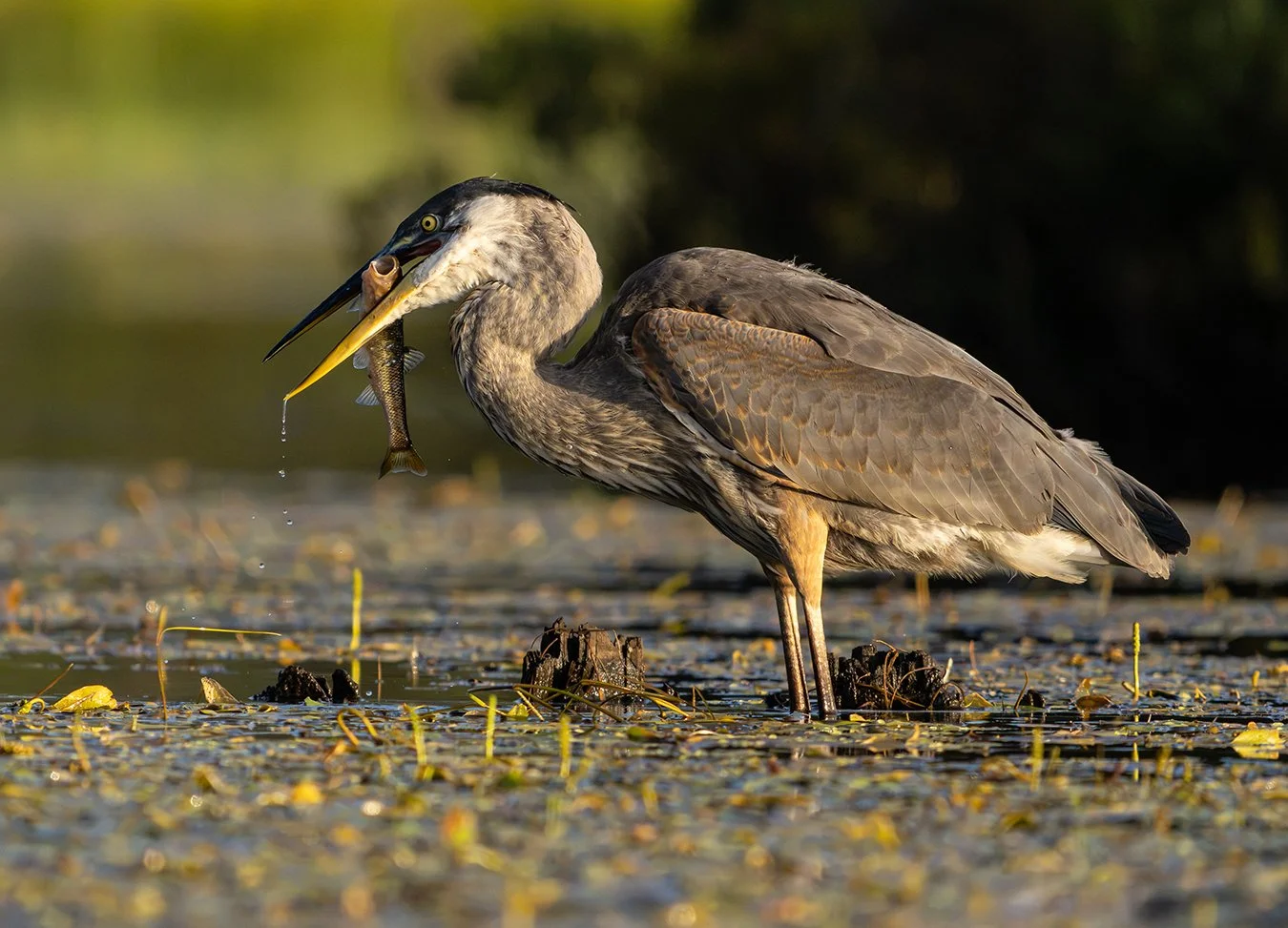 Great Blue Heron 265.jpg