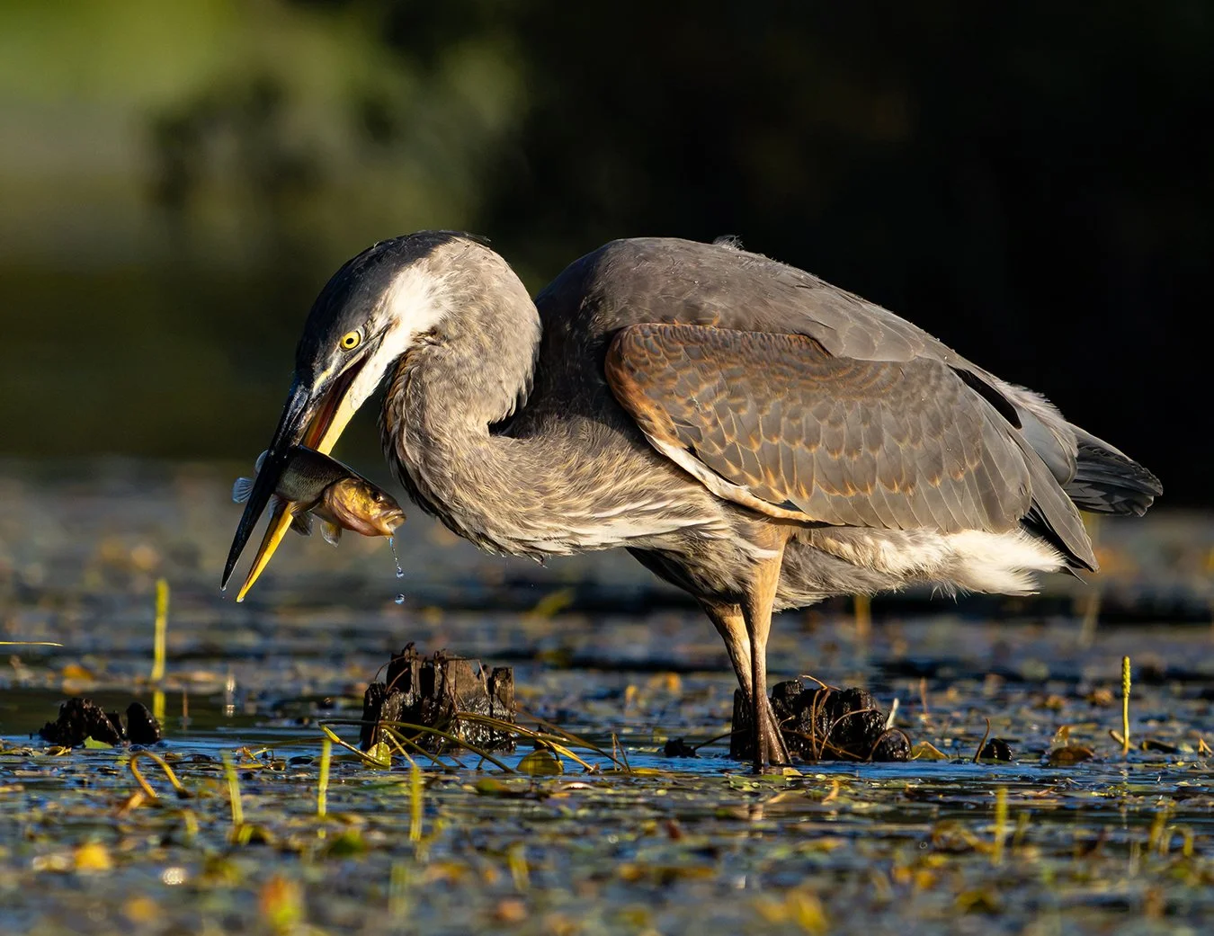 Great Blue Heron 264.jpg