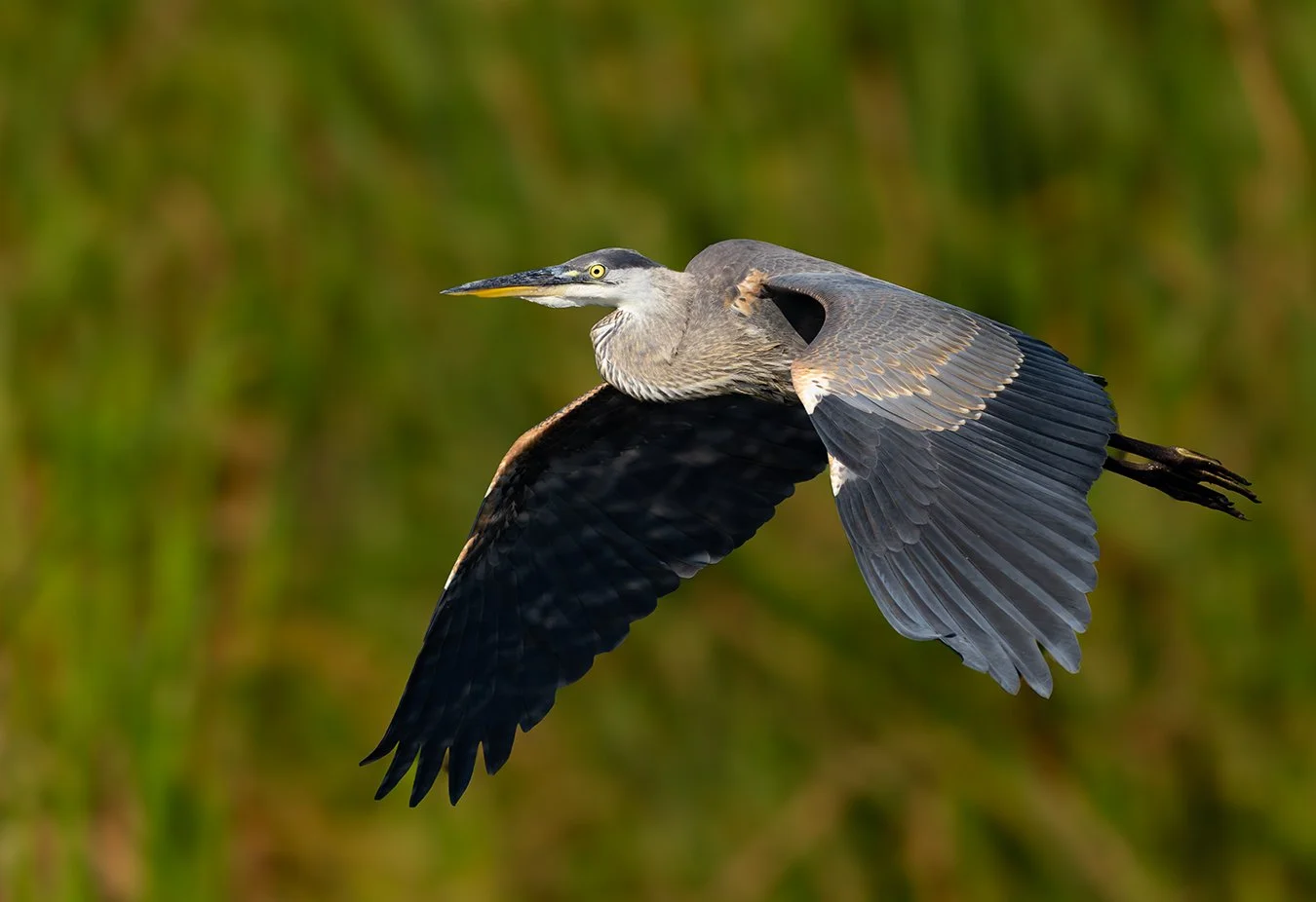 Great Blue Heron 263.jpg