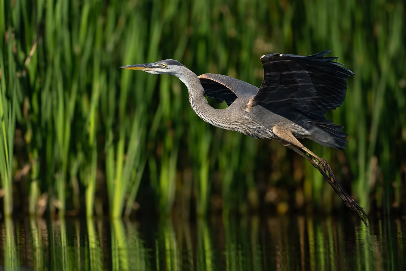Great Blue Heron 262.jpg