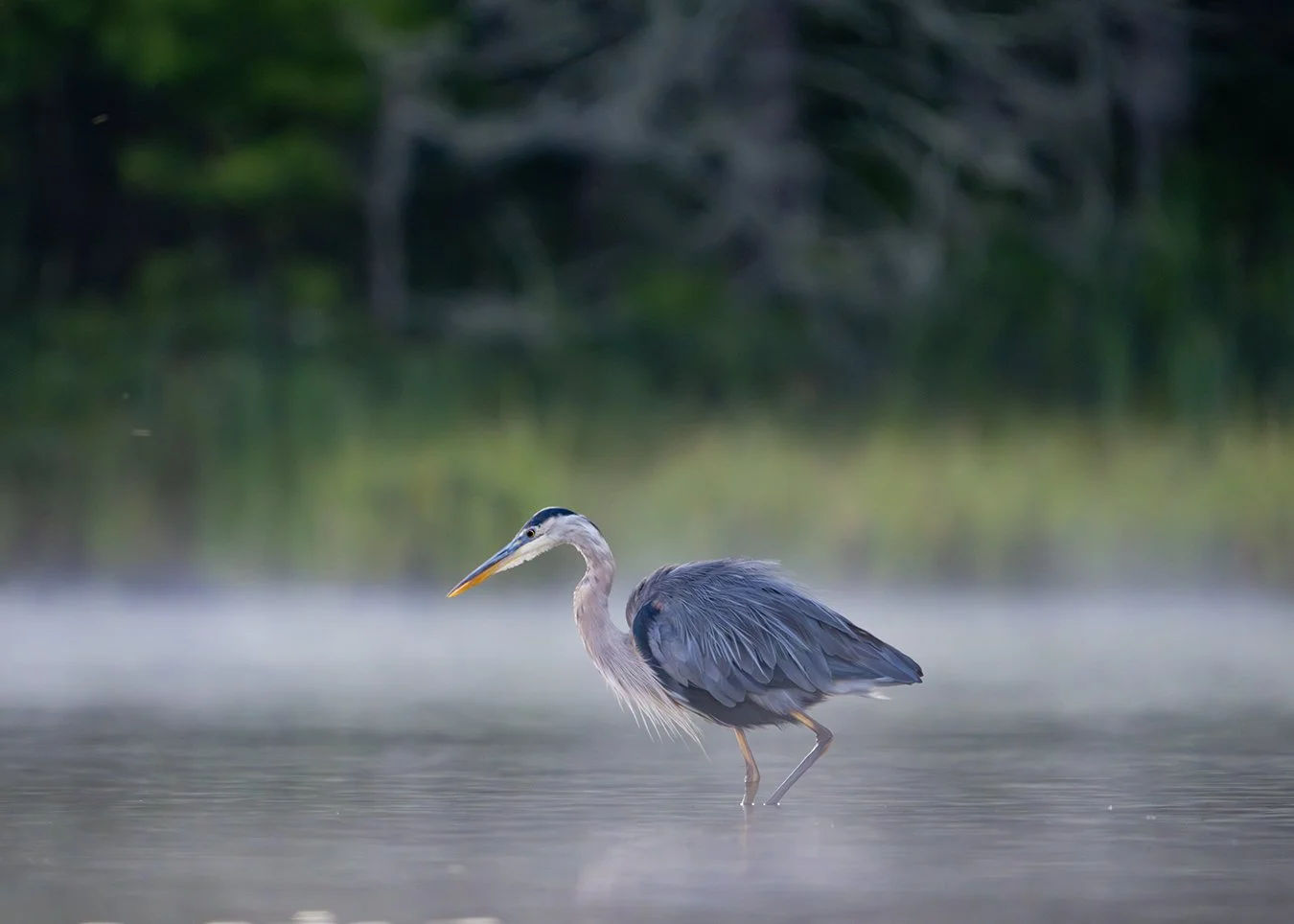 Great Blue Heron 261.jpg