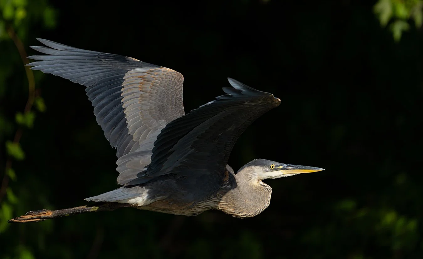 Great Blue Heron 260.jpg