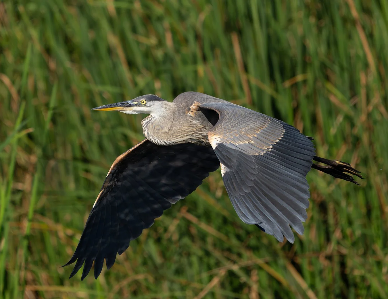 Great Blue Heron 259.jpg