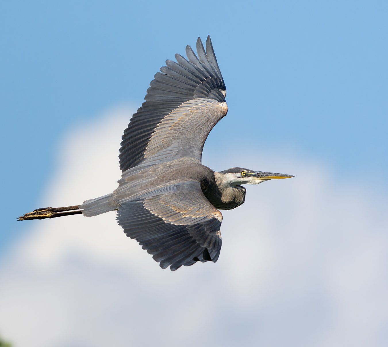 Great Blue Heron 258.jpg