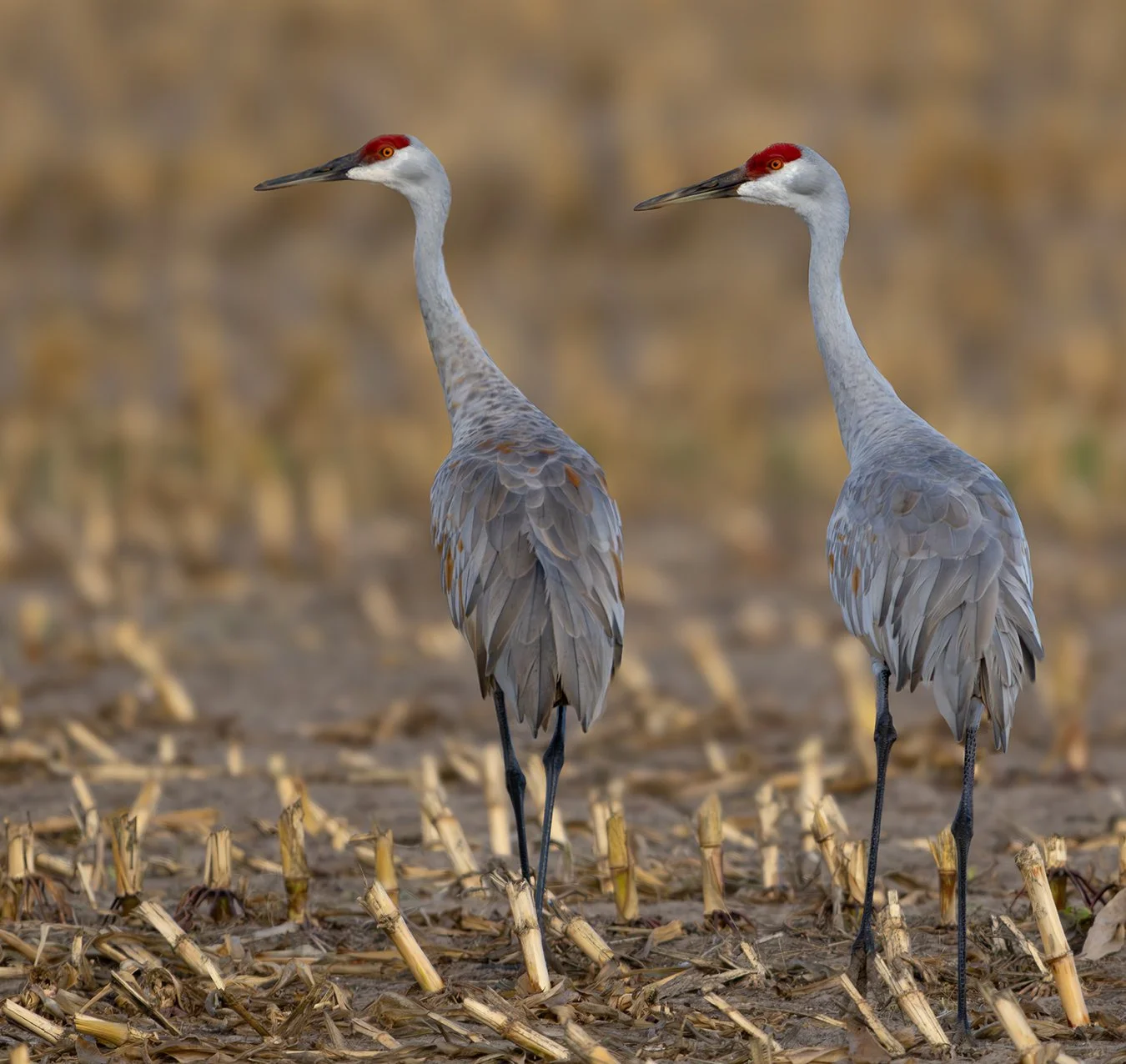 Sandhill Crane 16.jpg