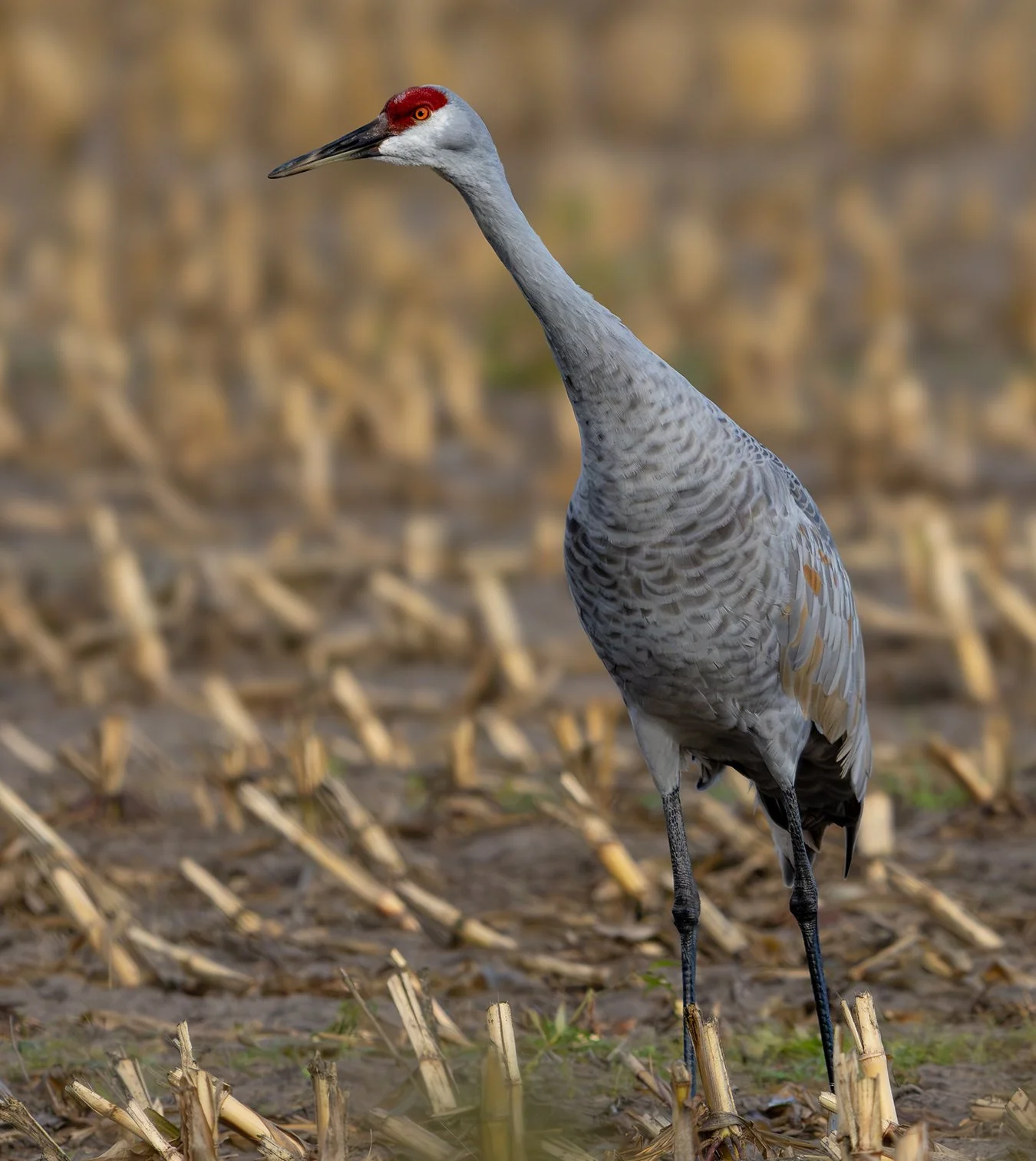 Sandhill Crane 15.jpg