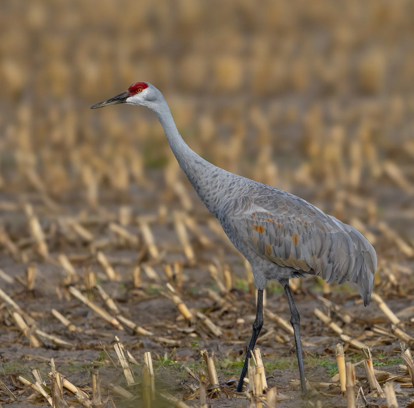 Sandhill Crane 14.jpg