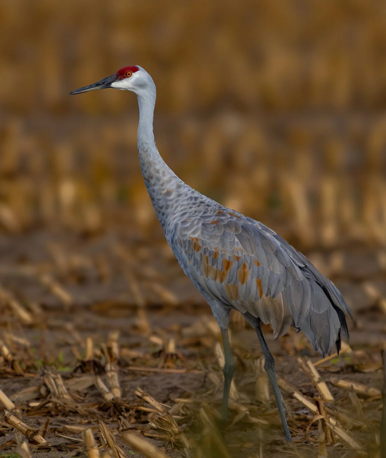 Sandhill Crane 13.jpg