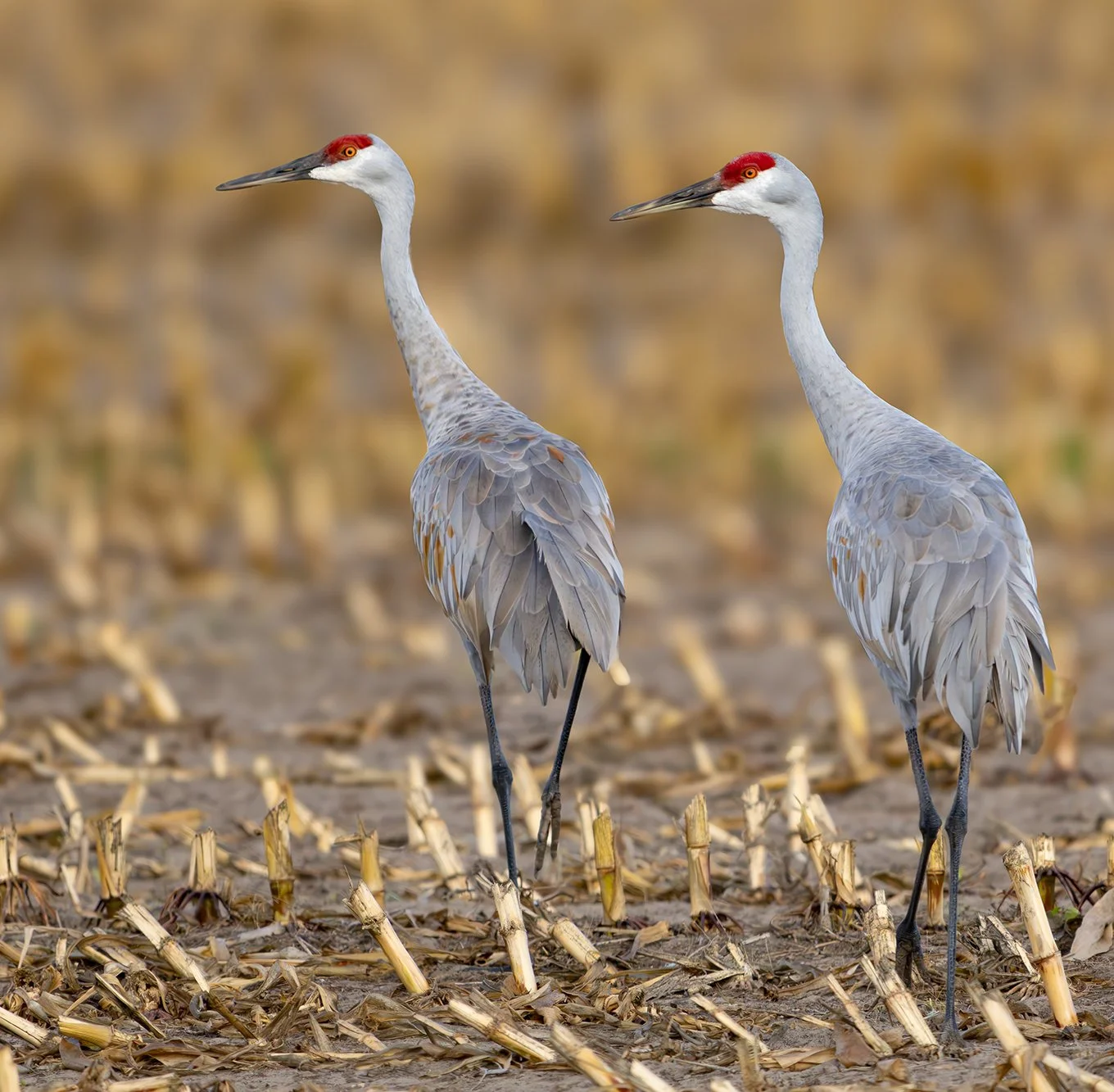 Sandhill Crane 12.jpg