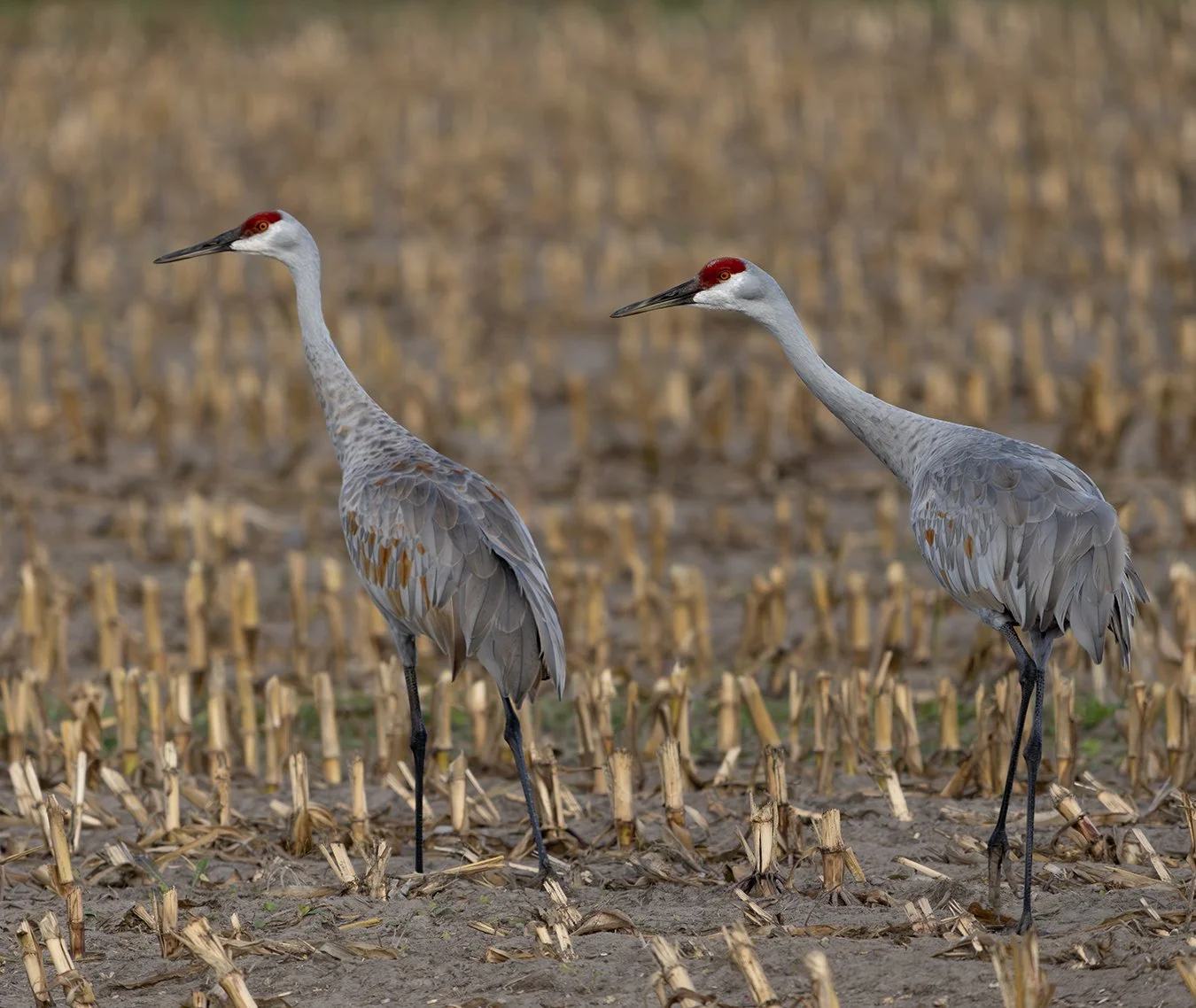 Sandhill Crane 19.jpg
