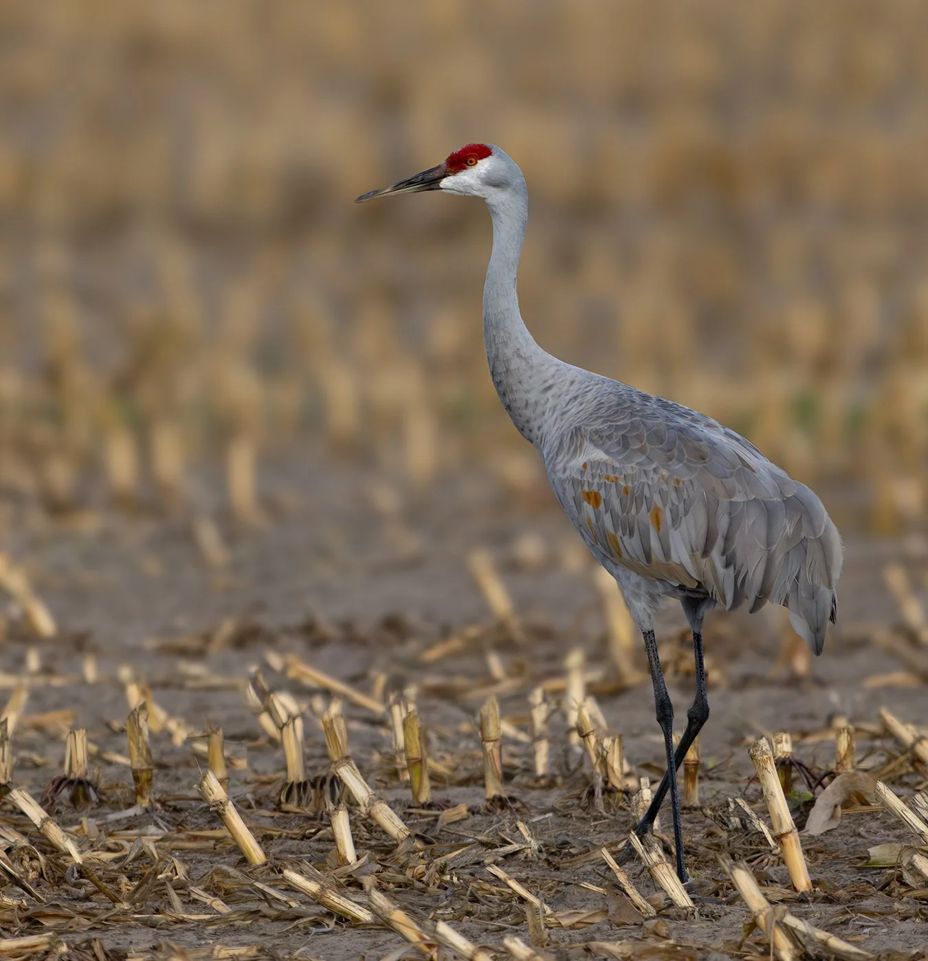 Sandhill Crane 17.jpg