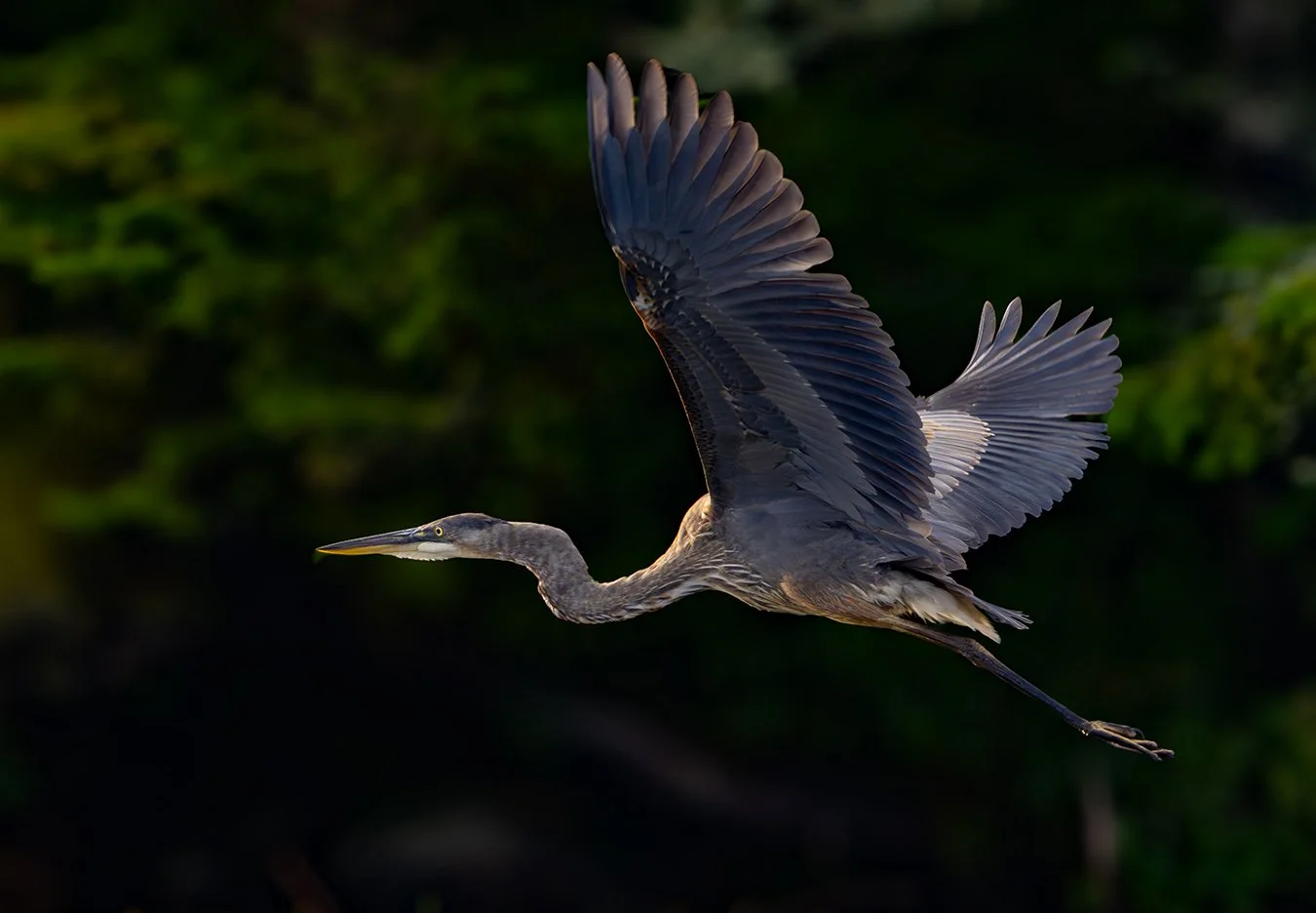 Great Blue Heron 273.jpg