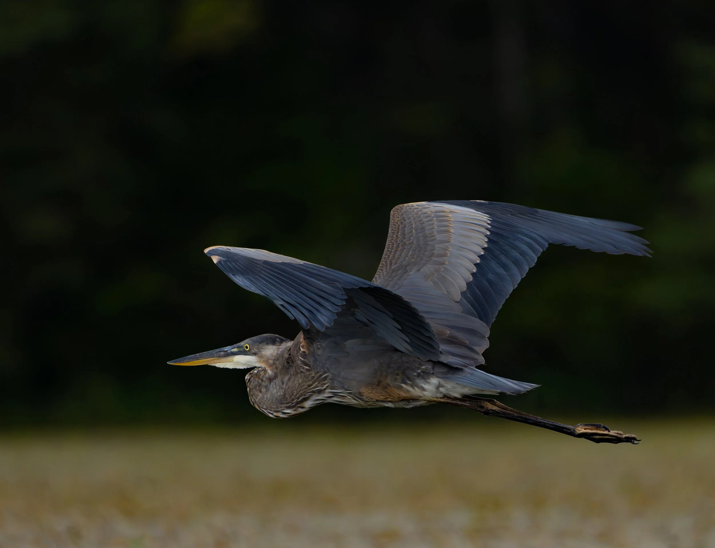 Great Blue Heron 274.jpg