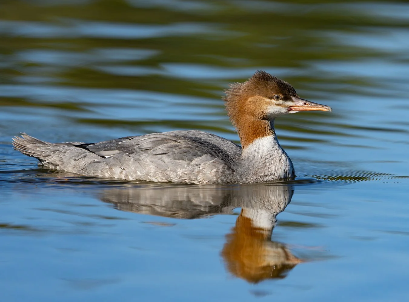 Common Merganser 9.jpg