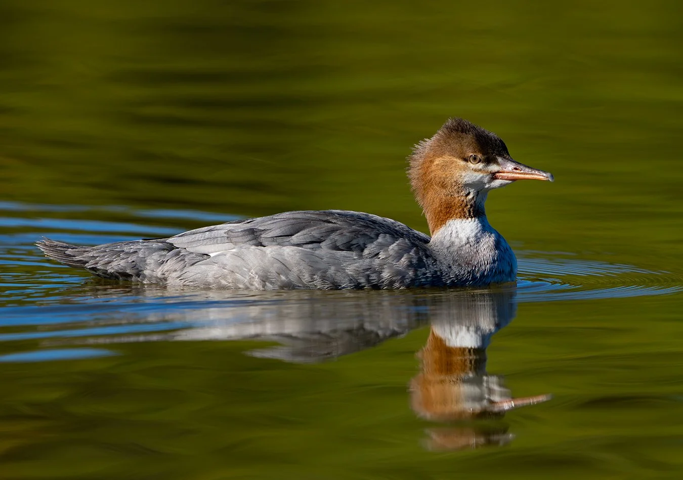 Common Merganser 13.jpg