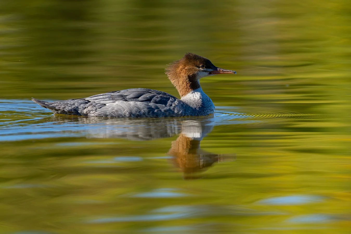 Common Merganser 12.jpg
