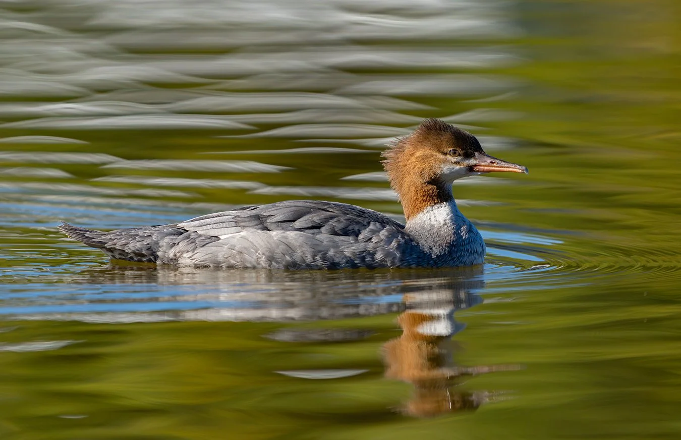 Common Merganser 10.jpg
