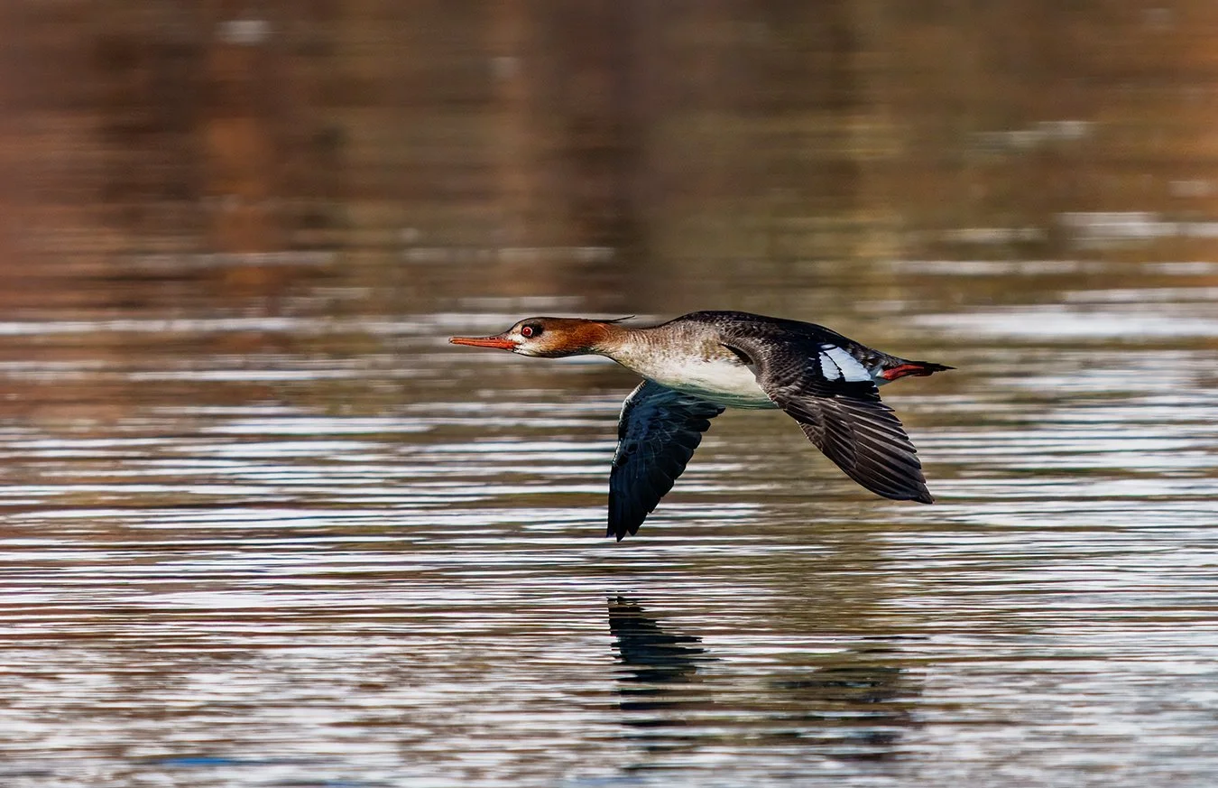 Common Merganser 8.jpg