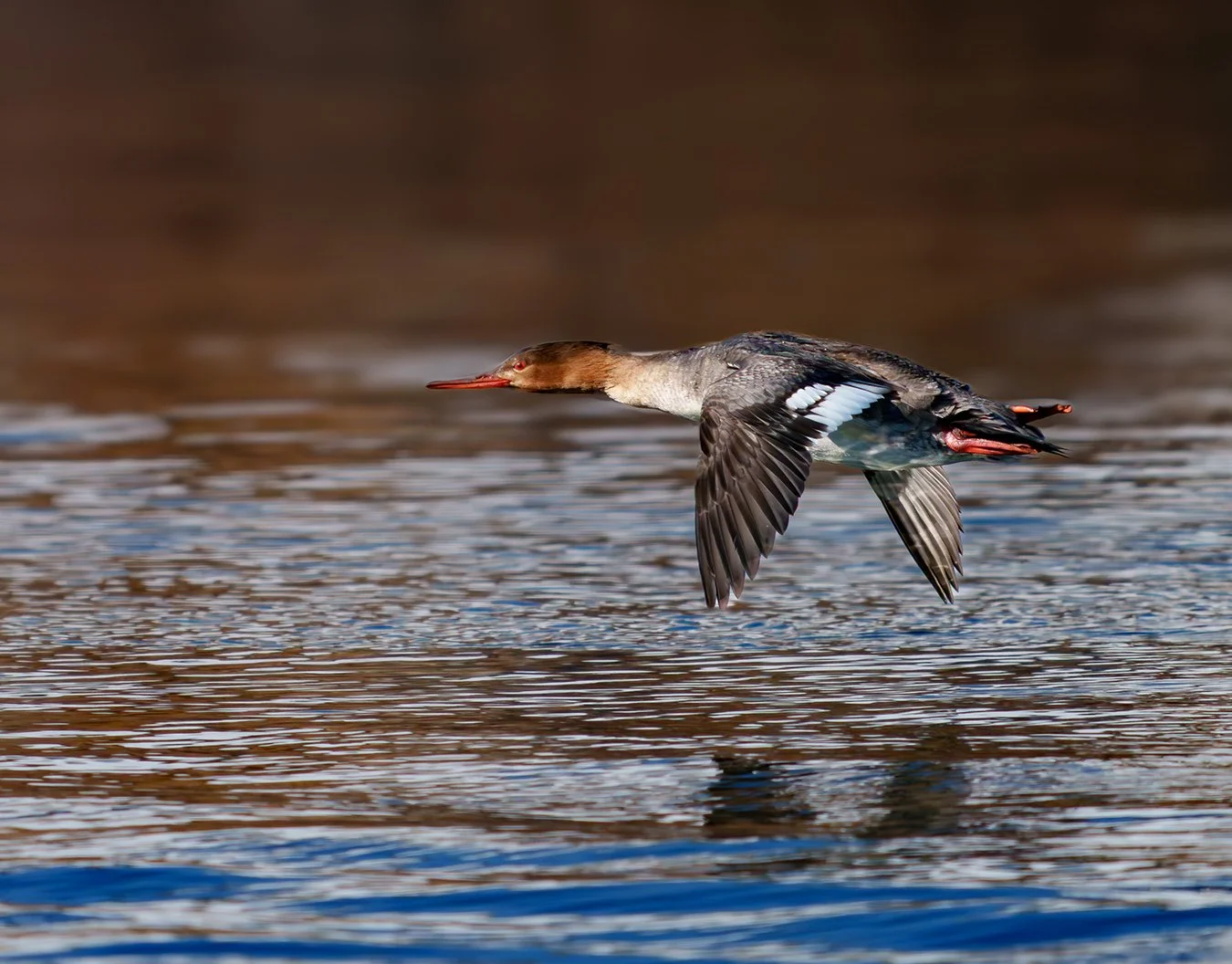 Common Merganser 7.jpg