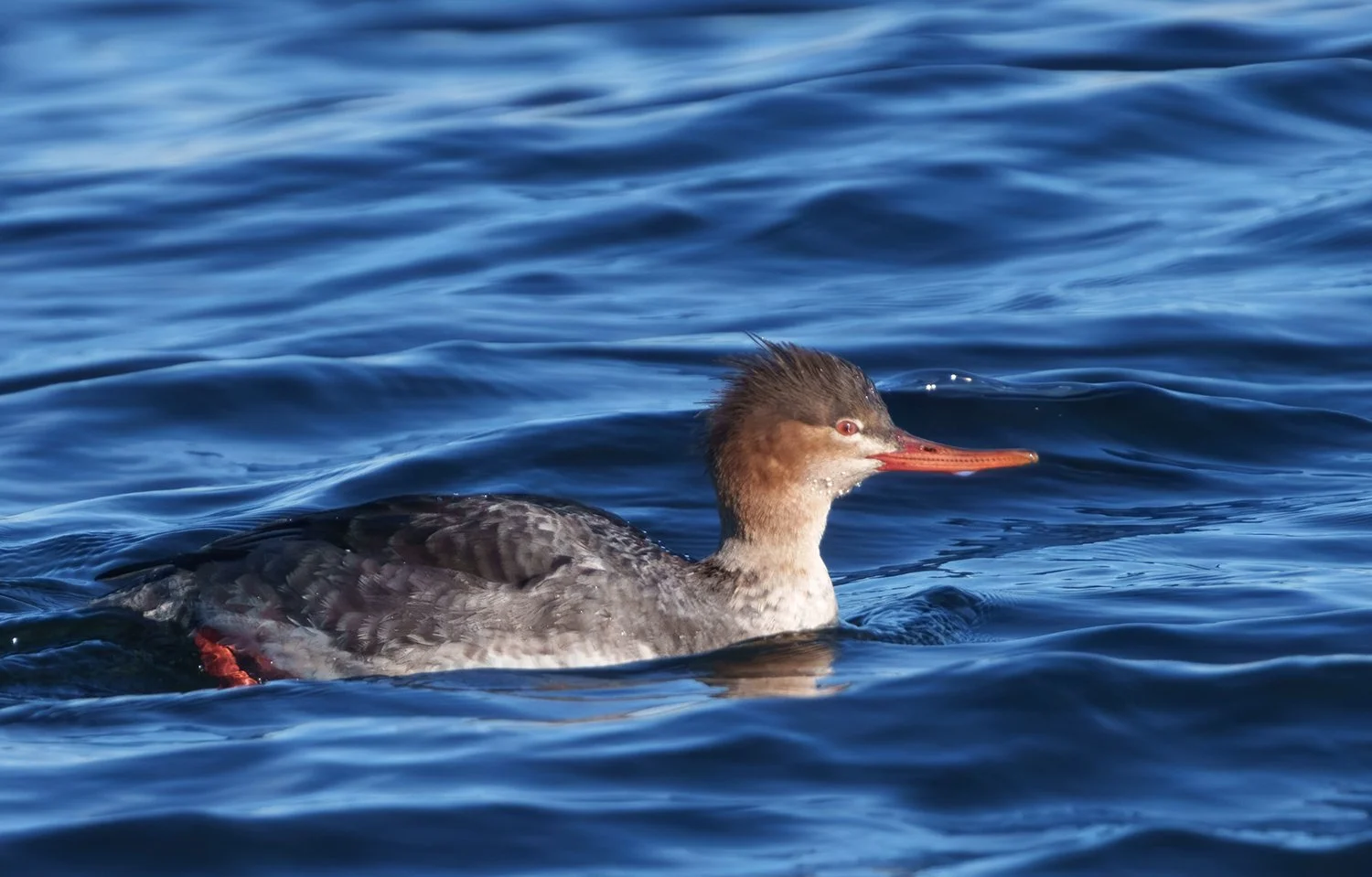 Common Merganser 5.jpg