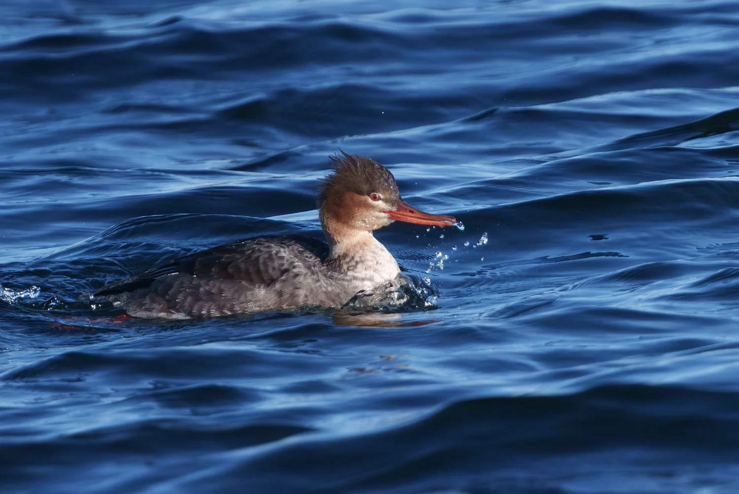 Common Merganser 6.jpg