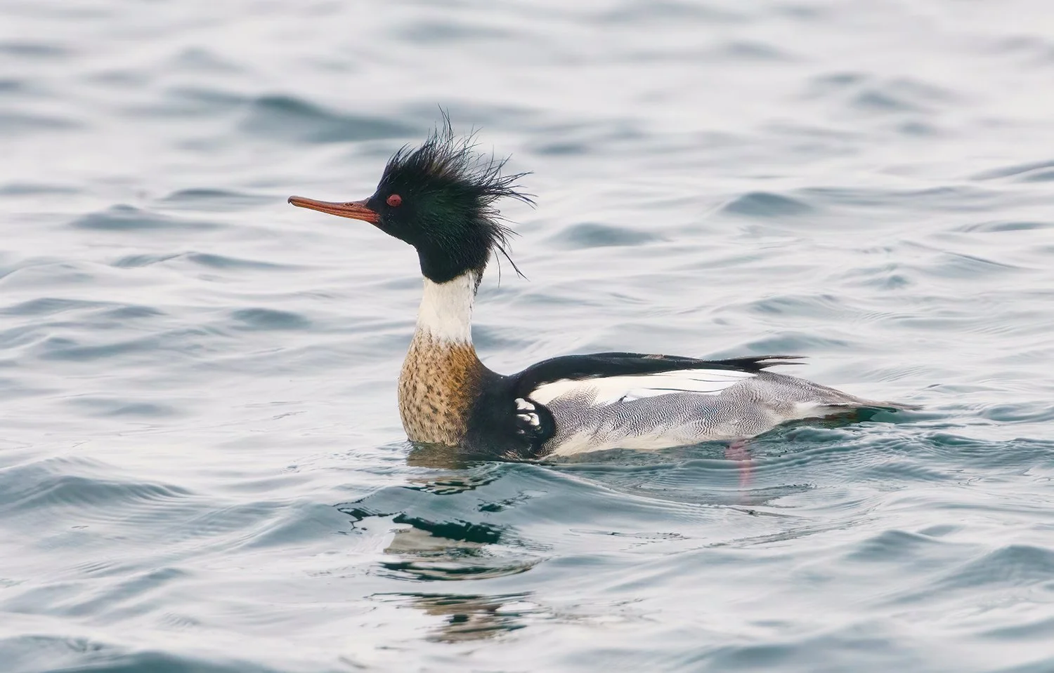 Common Merganser 4.jpg