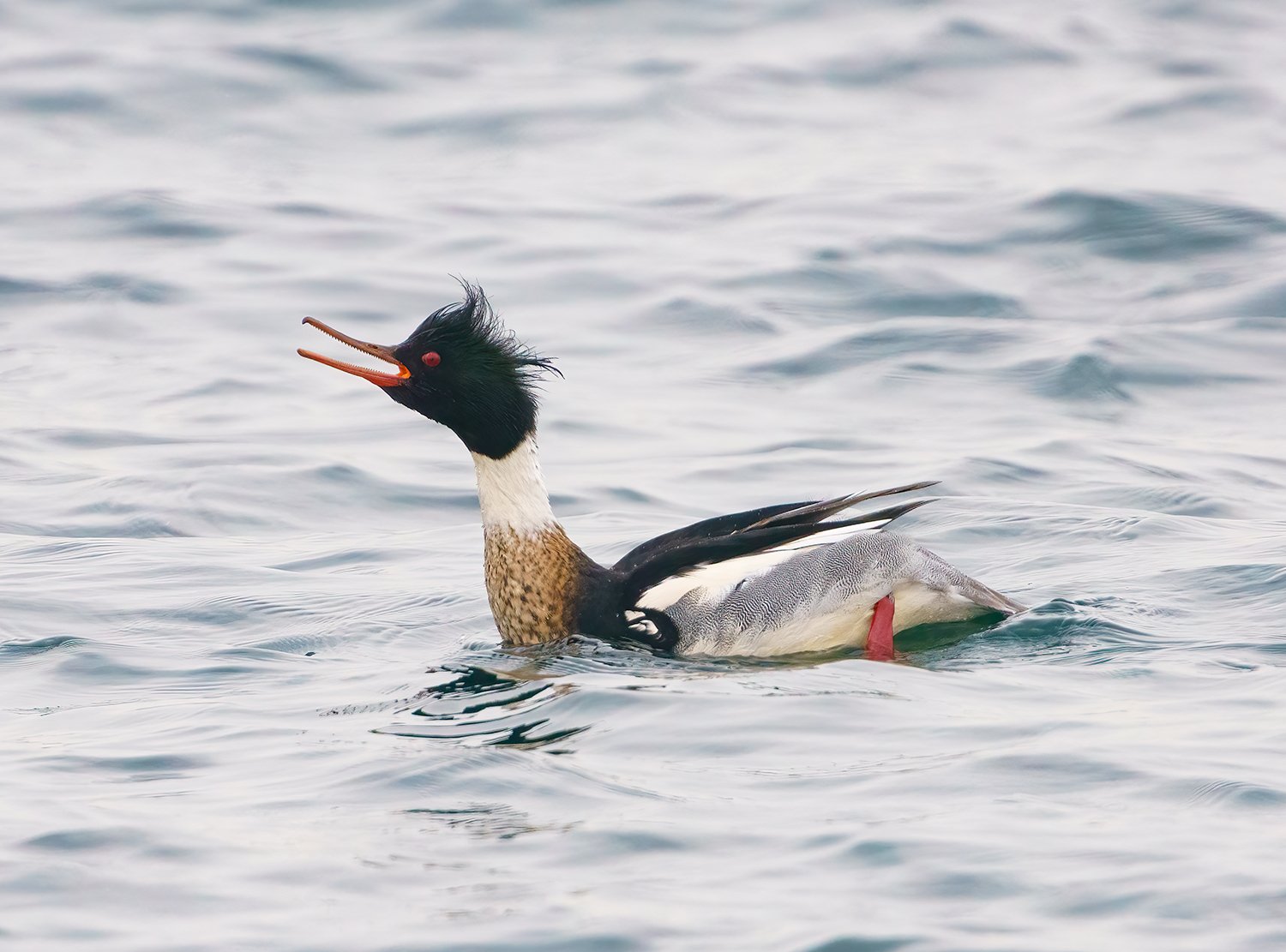 Common Merganser 2.jpg