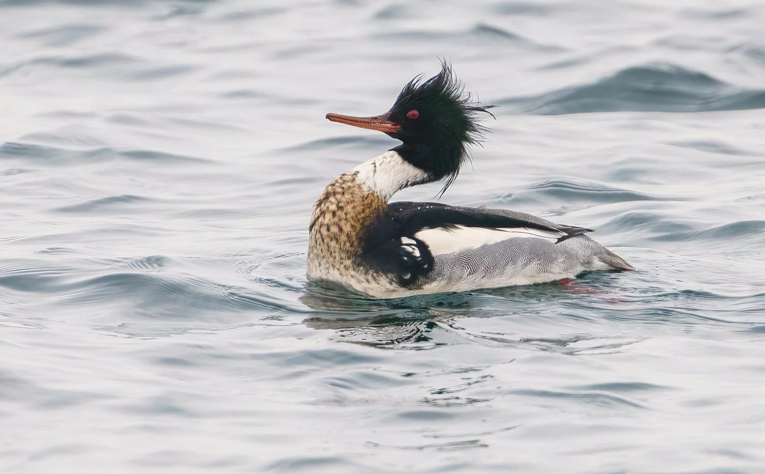 Common Merganser 3.jpg