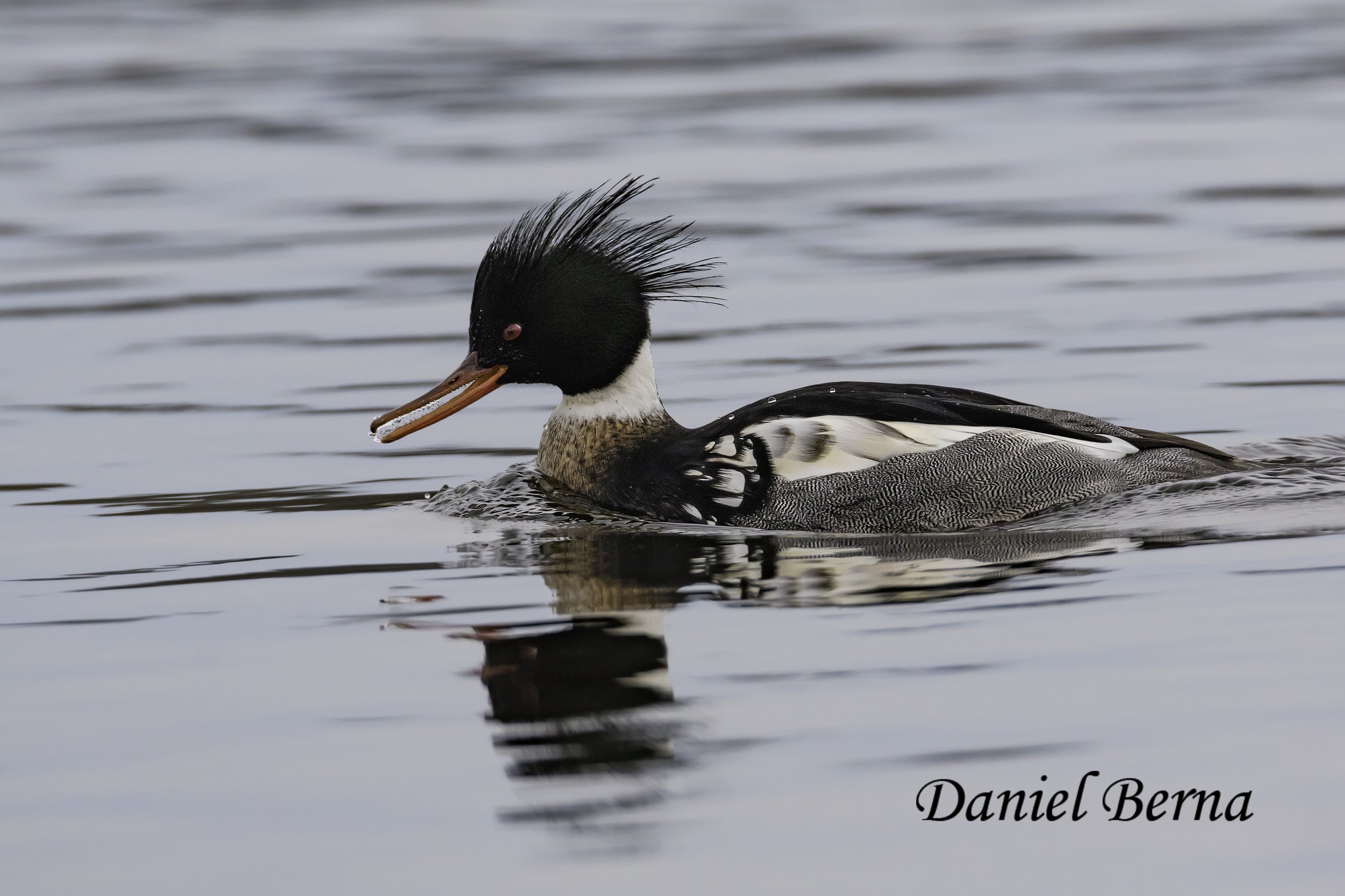 Common Merganser.jpg
