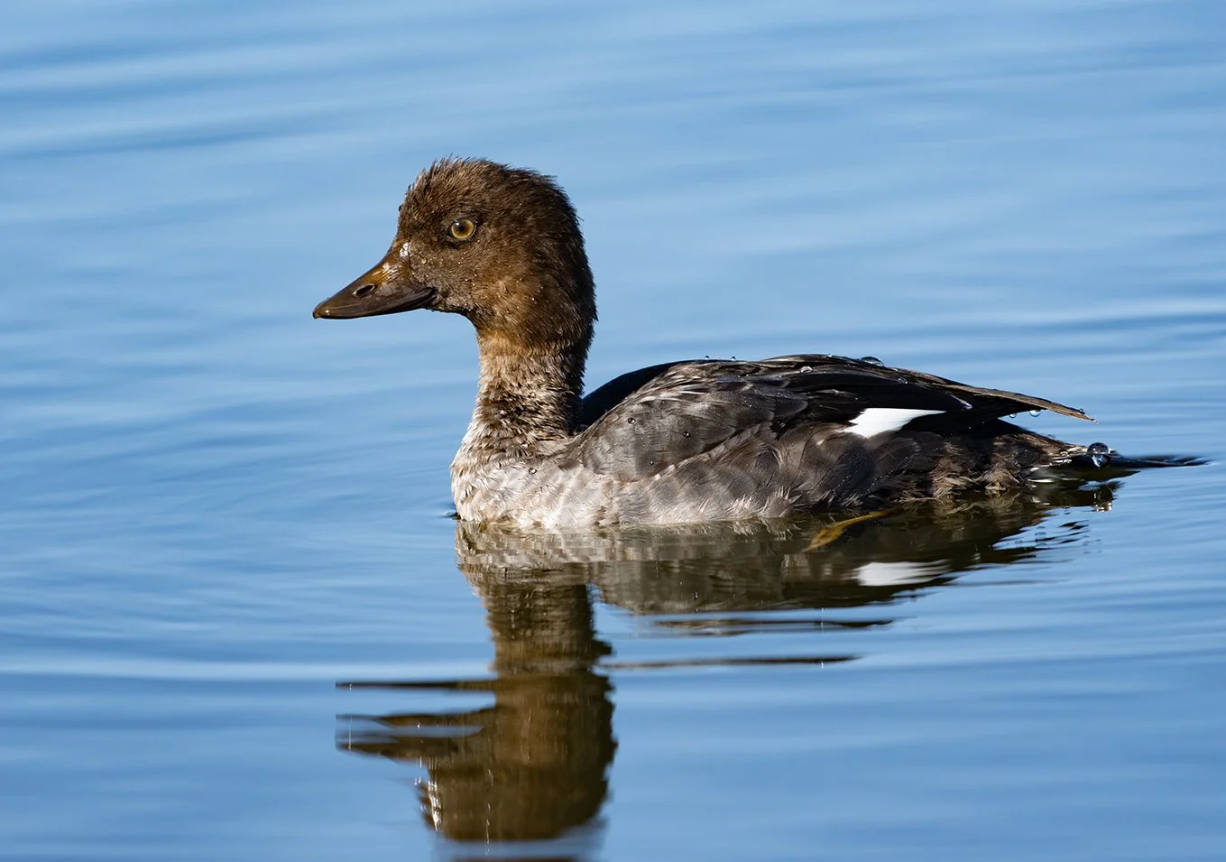 Goldeneye 10.jpg