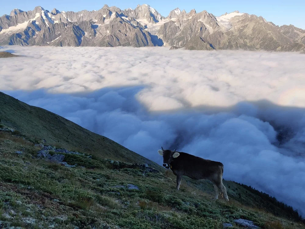 Walker's Haute Route: The Alternate Routes — The Hiking Club