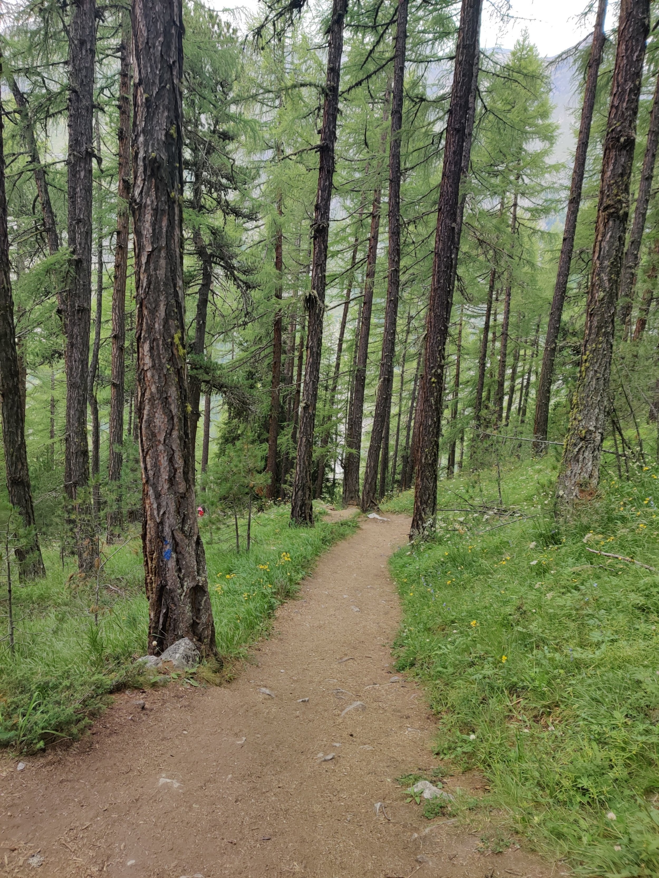 Through the trees on the most direct route to Zermatt