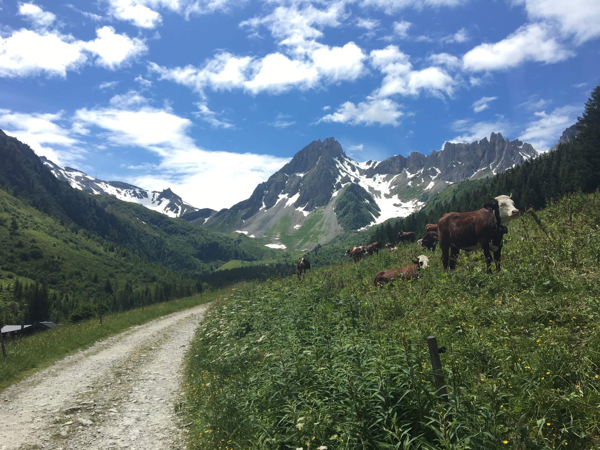Tour du Mont Blanc_Cows.JPG
