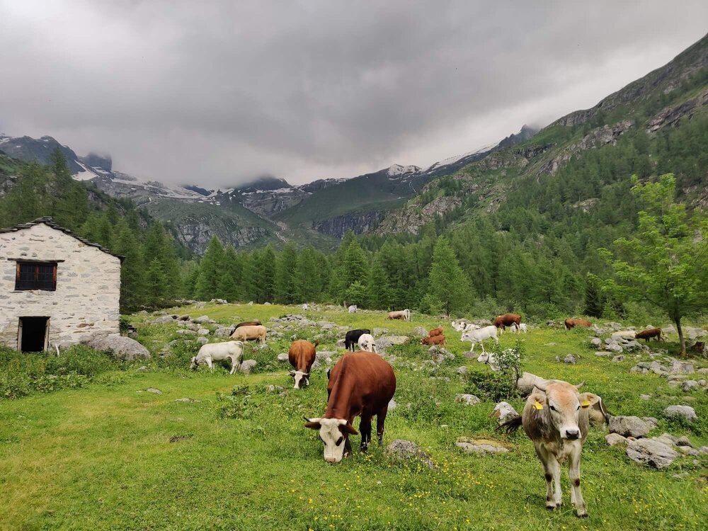 Alpine meadow near Rifugio Pastore